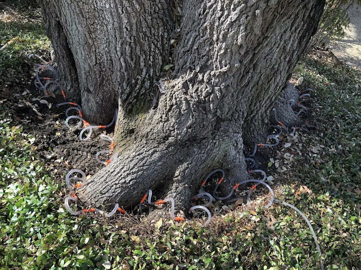 Detailed Tree Cabling and Bracing job site in Lahaska